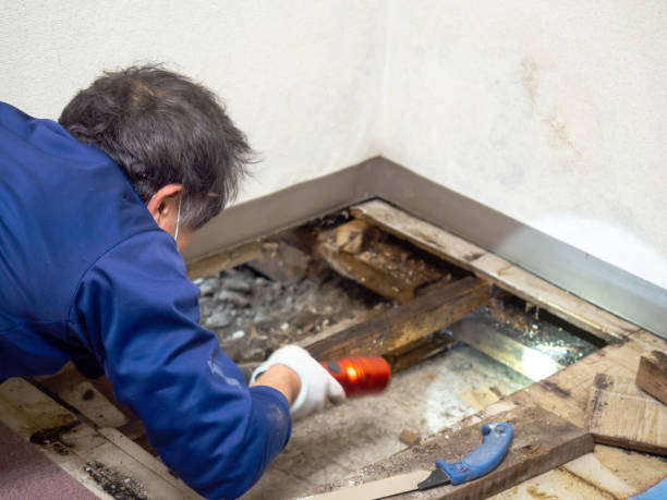 Springfield, NJ Mold Removal Company