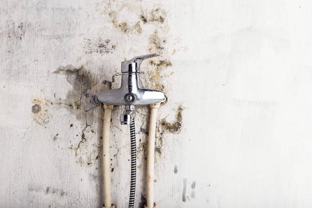 Best Mold Testing  in Springfield, NJ