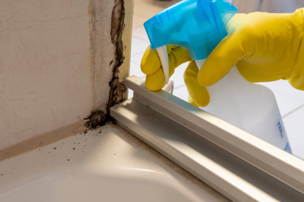 Best Black Mold Removal  in Springfield, NJ