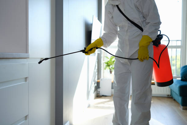 Best Mold Damage Repair  in Springfield, NJ