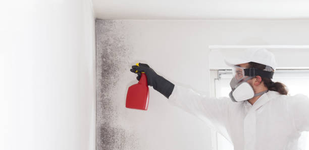 Best Certified Mold Removal  in Springfield, NJ
