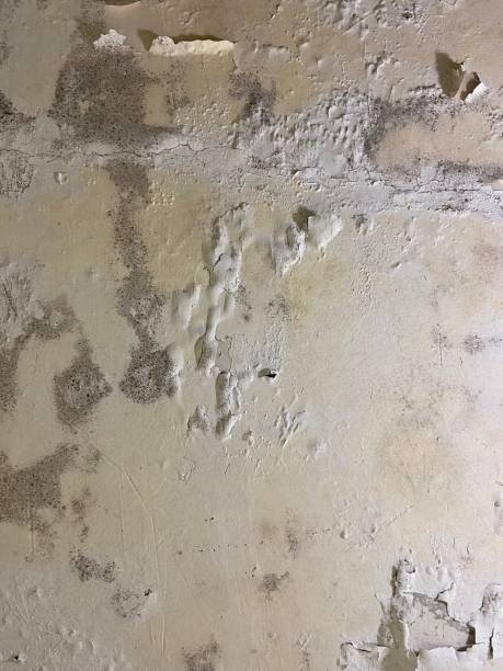Best Commercial Mold Removal  in Springfield, NJ