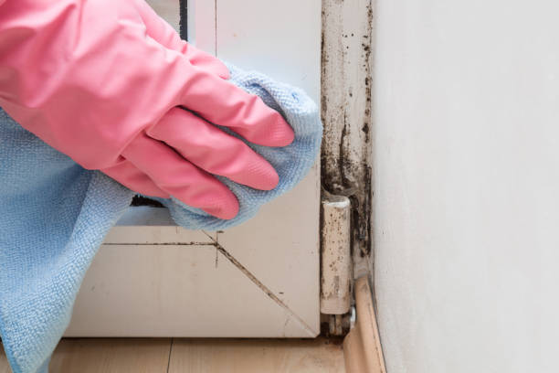 Best Professional Mold Removal  in Springfield, NJ