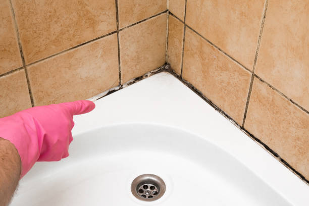 Certified Mold Removal in Springfield, NJ